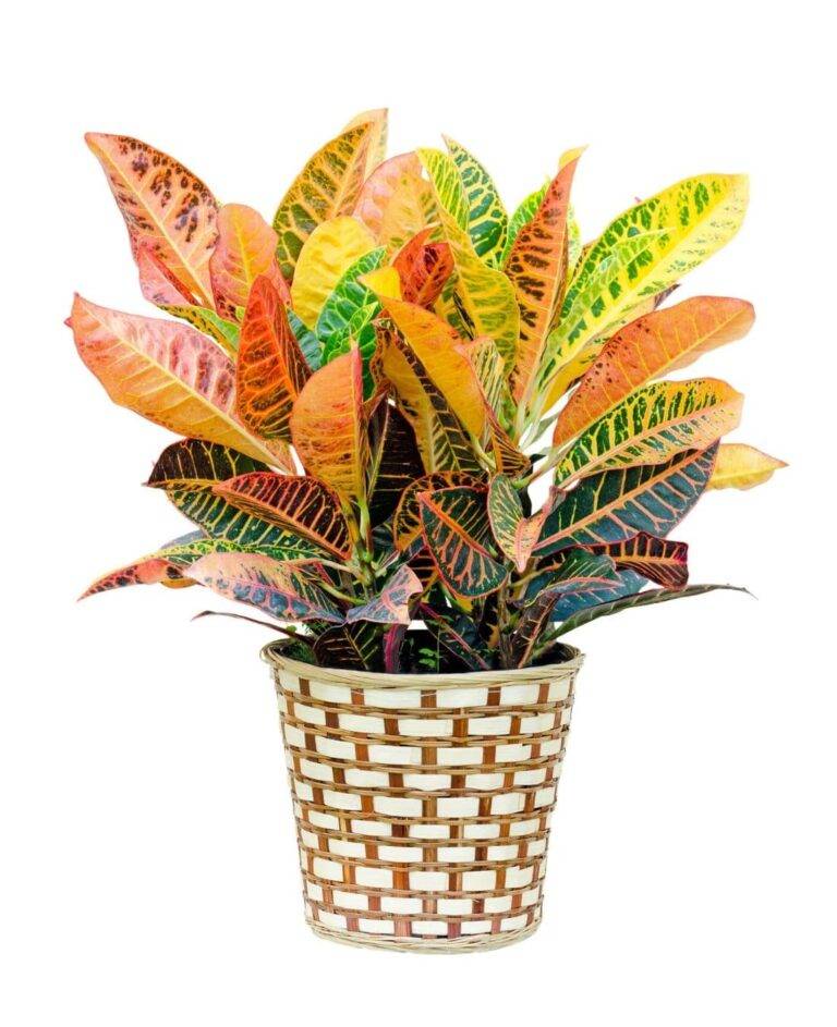 Indoor Office Plants An Impeccable Guide 2020 FREE