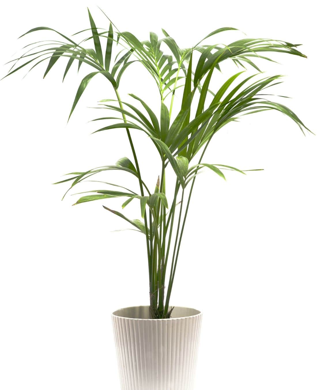 Indoor Office Plants | An Impeccable Guide 2020 | FREE