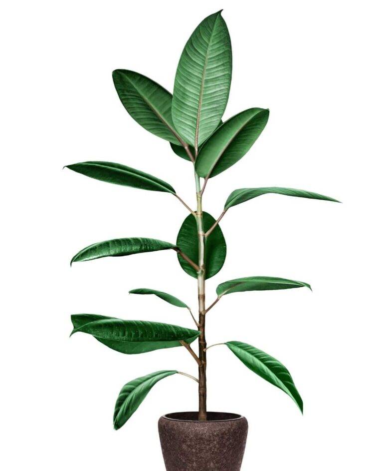 Indoor Office Plants An Impeccable Guide 2020 FREE